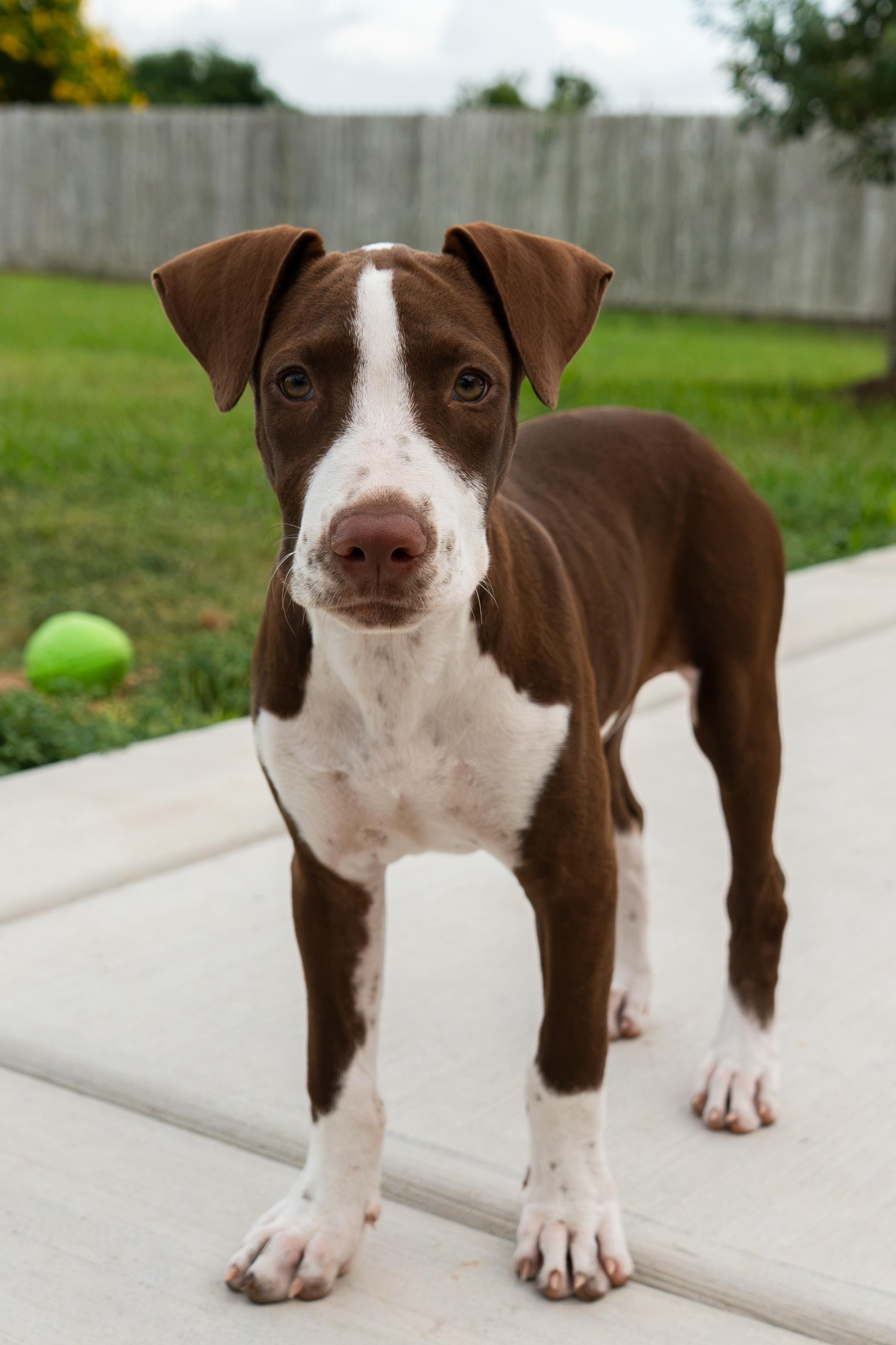 Enlarge Maple, a Adoptable mixed breed in Pittsburgh, PA image 4/6