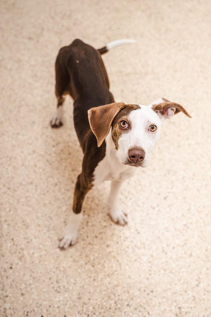 Mochi, Adoptable, Puppy Female Mixed Breed.