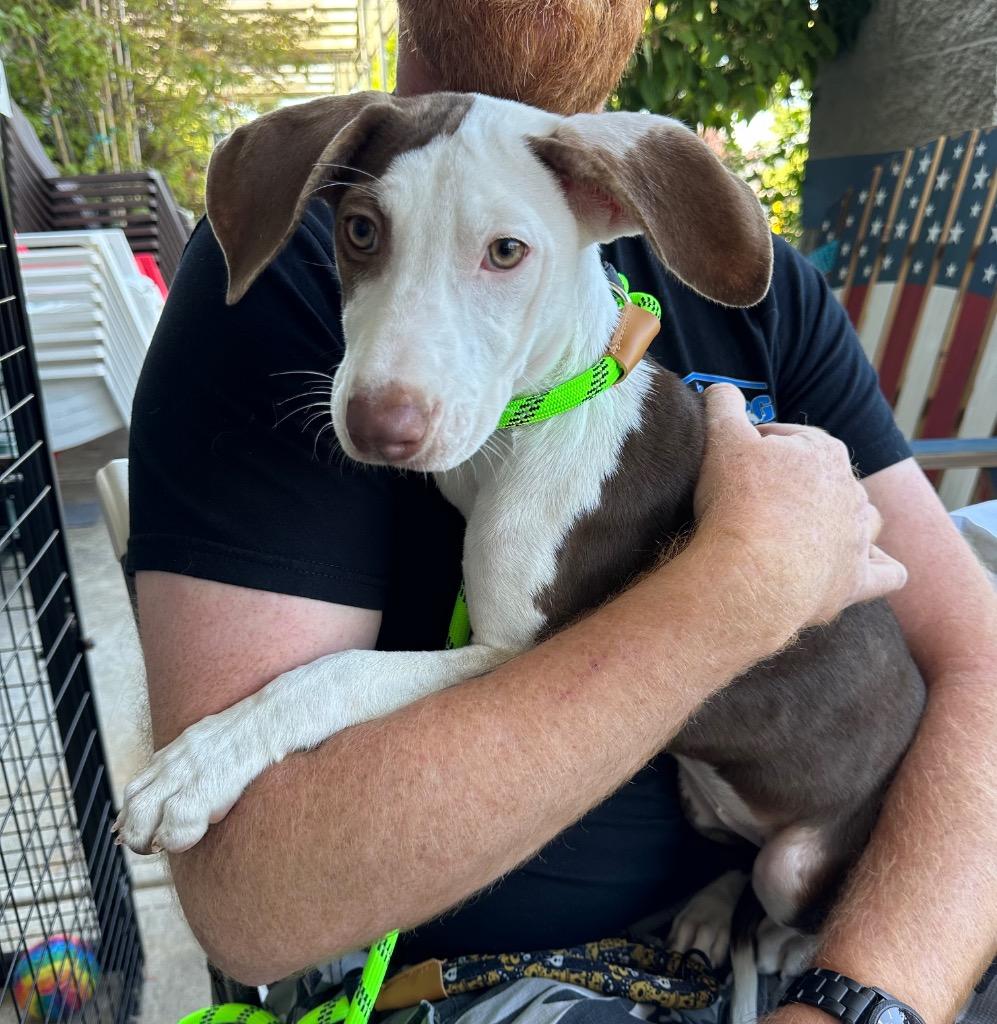 Enlarge Mochi, a Adoptable Mixed Breed in Newberg, OR image 2/4