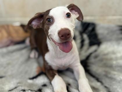 Enlarge Mochi, a Adoptable Mixed Breed in Newberg, OR image 3/4
