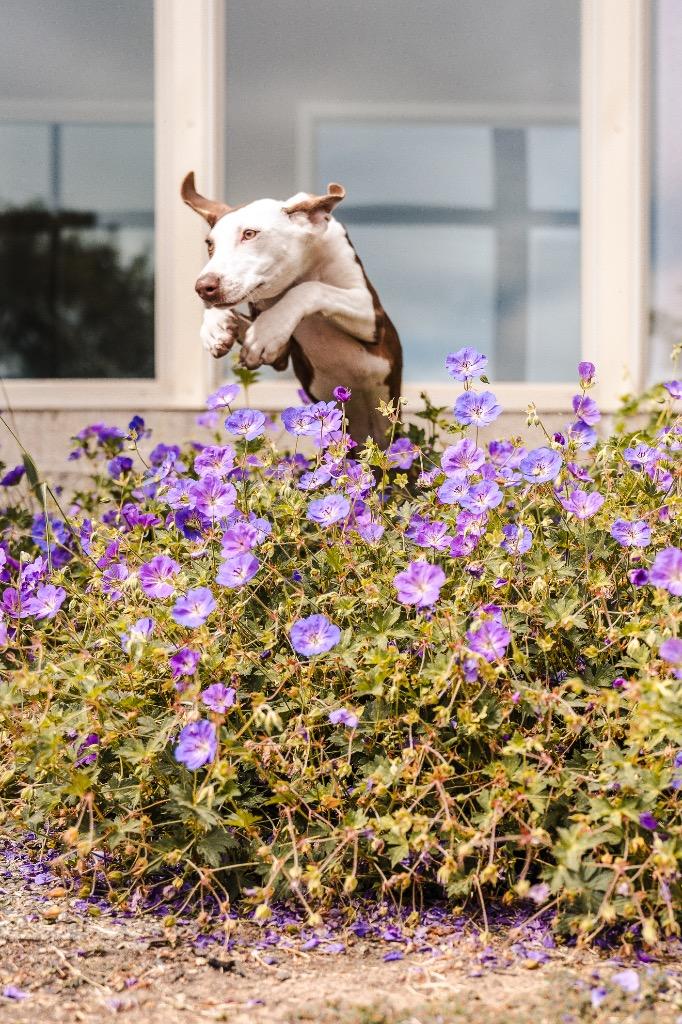 Enlarge Mochi, a Adoptable Mixed Breed in Newberg, OR image 4/4
