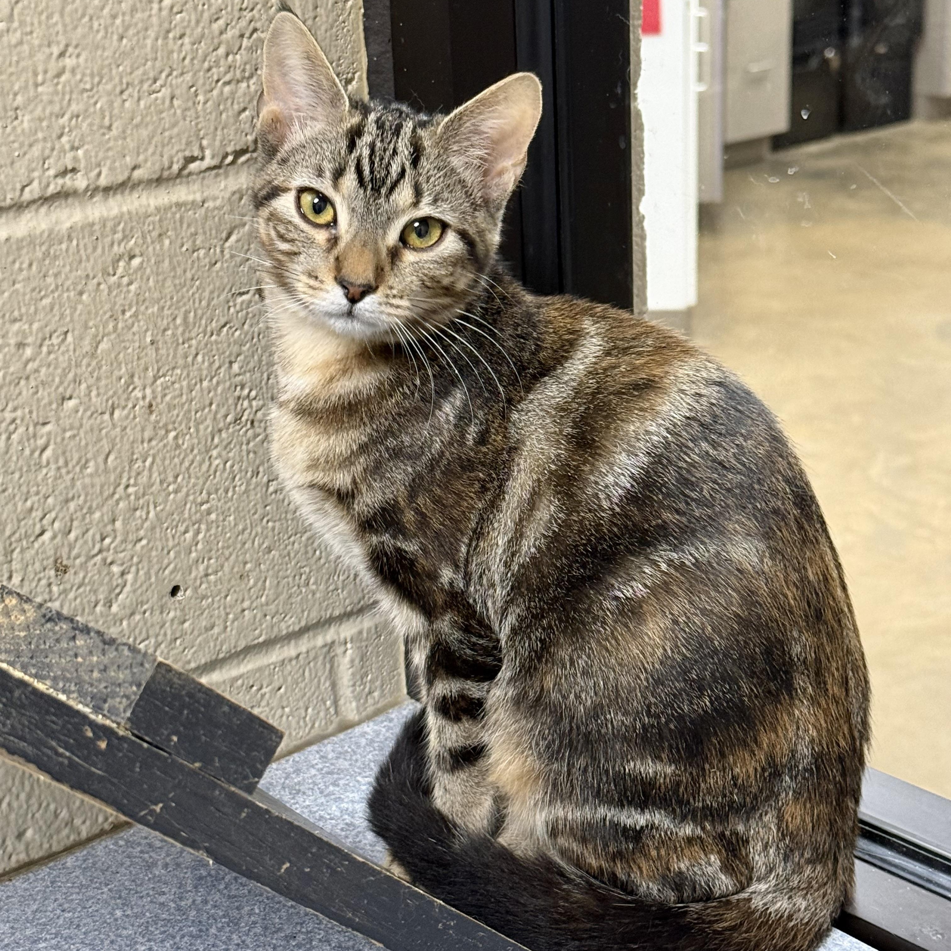 Chipotle, ADOPTABLE, Kitten Female Domestic Short Hair.