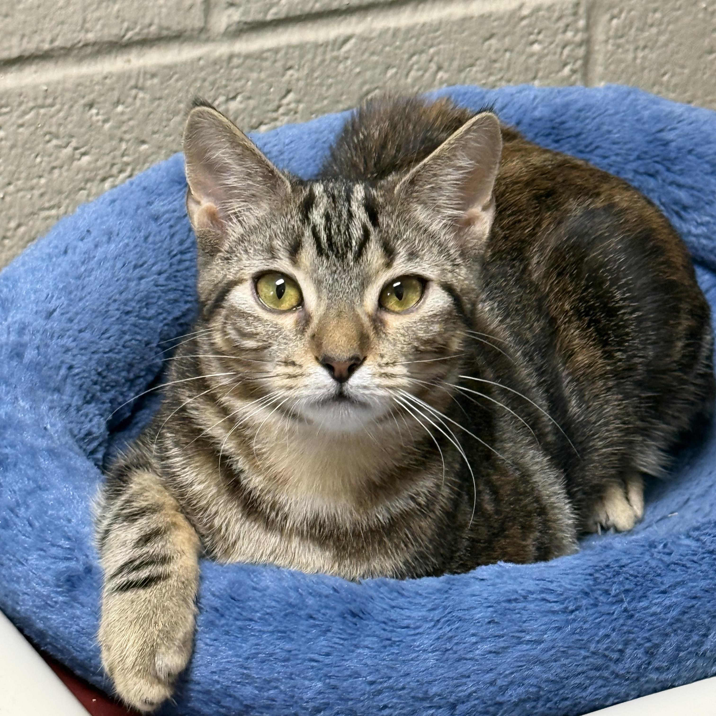 Enlarge Chipotle, a ADOPTABLE Domestic Short Hair in Collierville, TN image 4/6