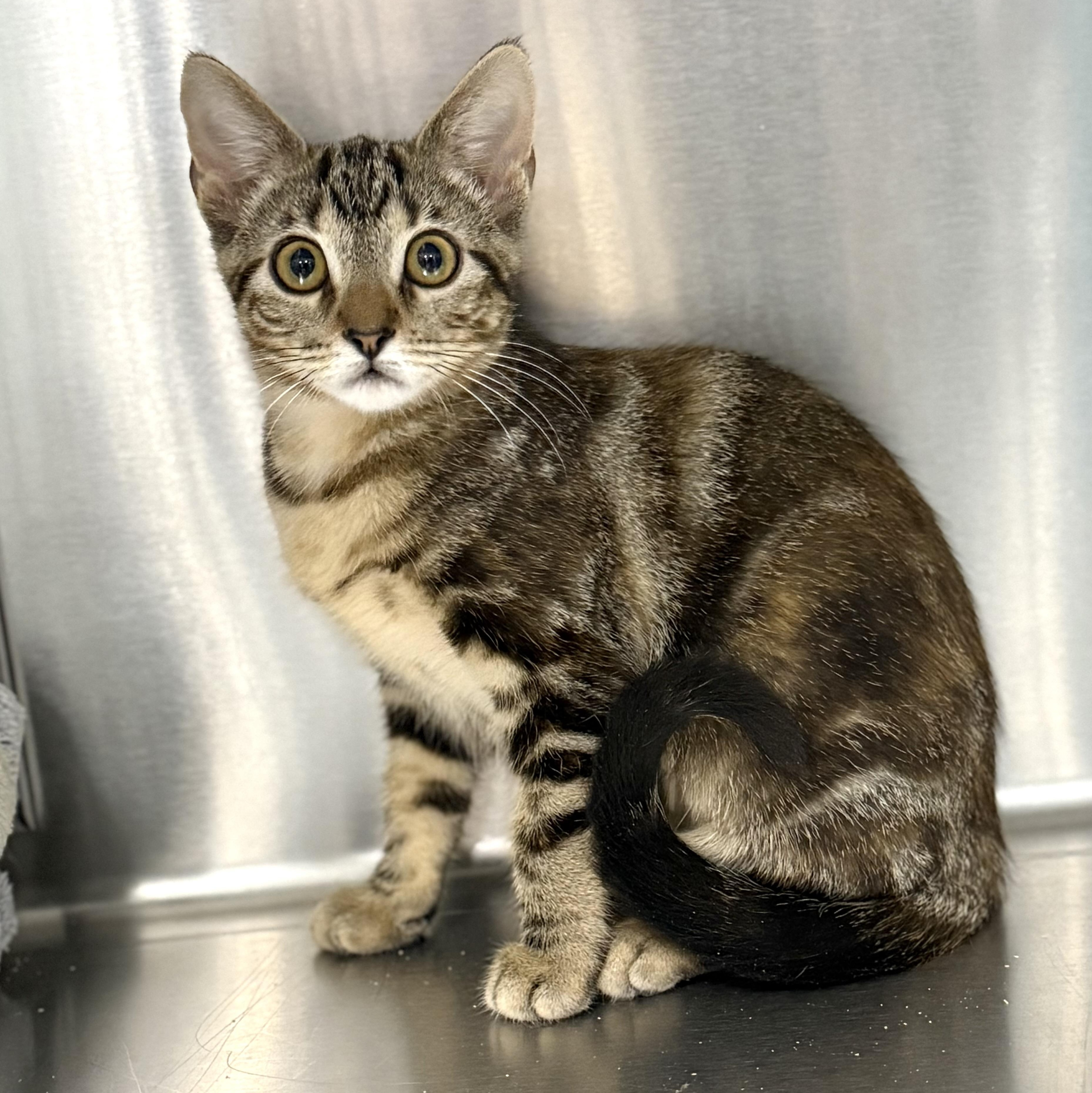 Chipotle, a ADOPTABLE Domestic Short Hair in Collierville, TN image 3/4