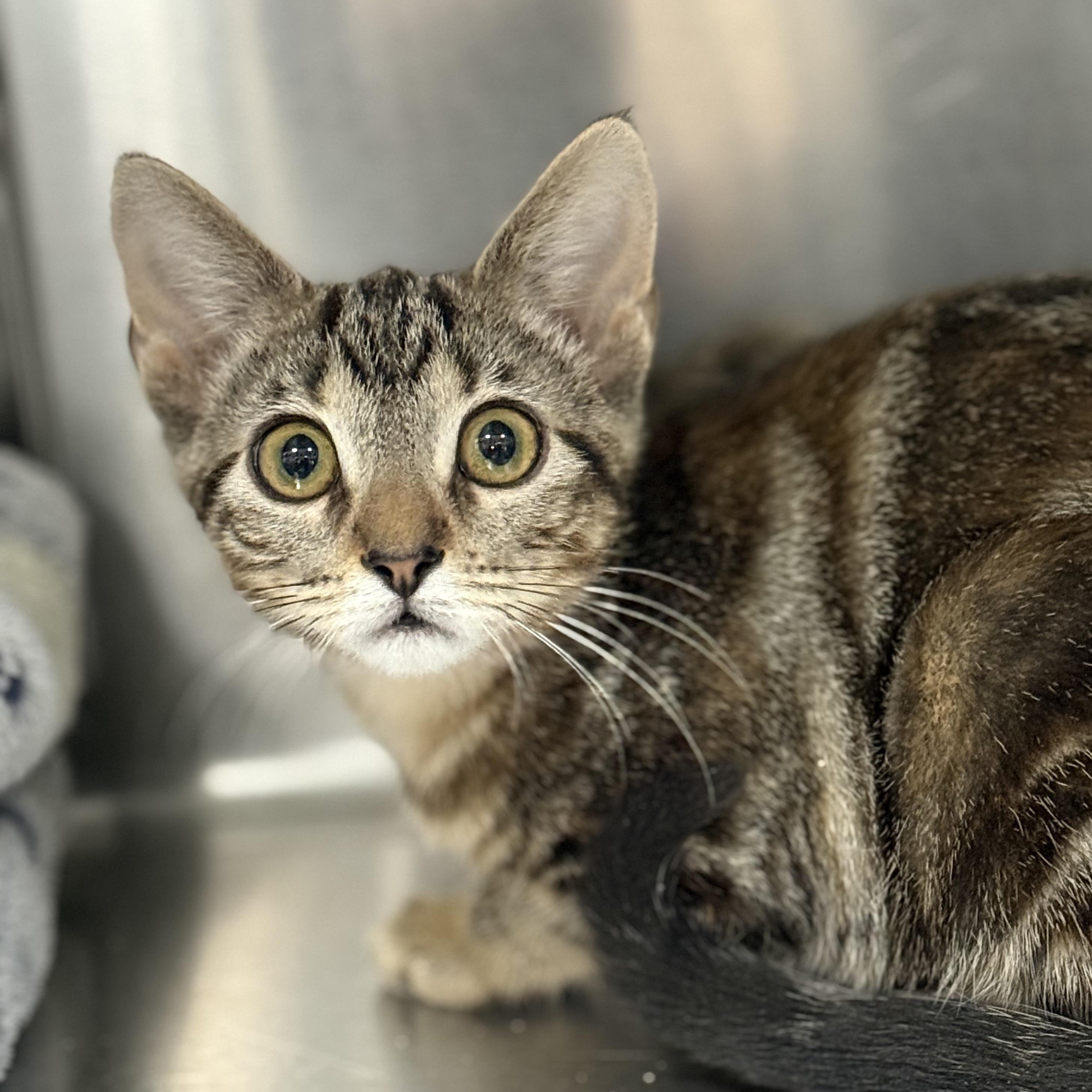 Chipotle, a ADOPTABLE Domestic Short Hair in Collierville, TN image 1/4