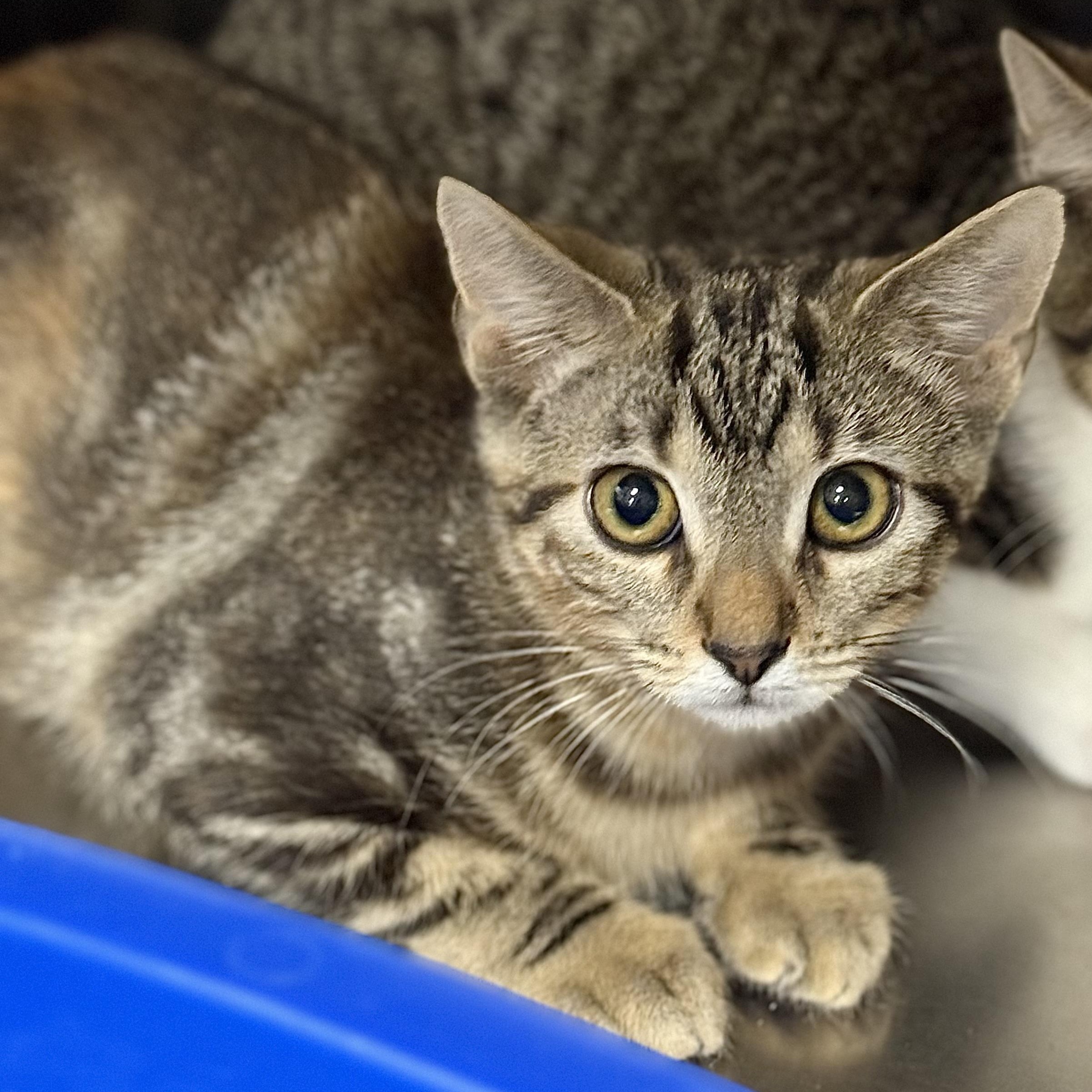 Chipotle, a ADOPTABLE Domestic Short Hair in Collierville, TN image 4/4