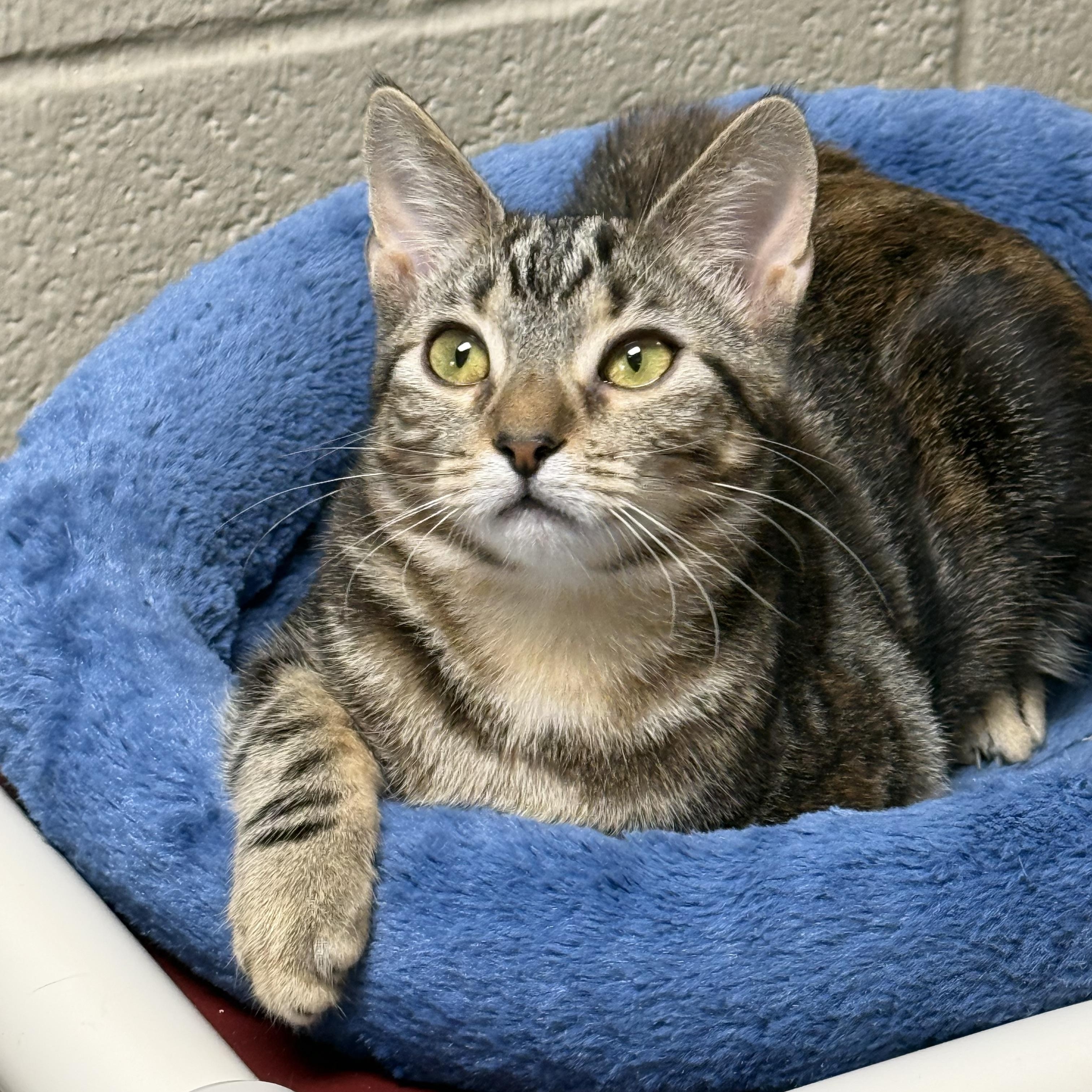 Enlarge Chipotle, a ADOPTABLE Domestic Short Hair in Collierville, TN image 5/6