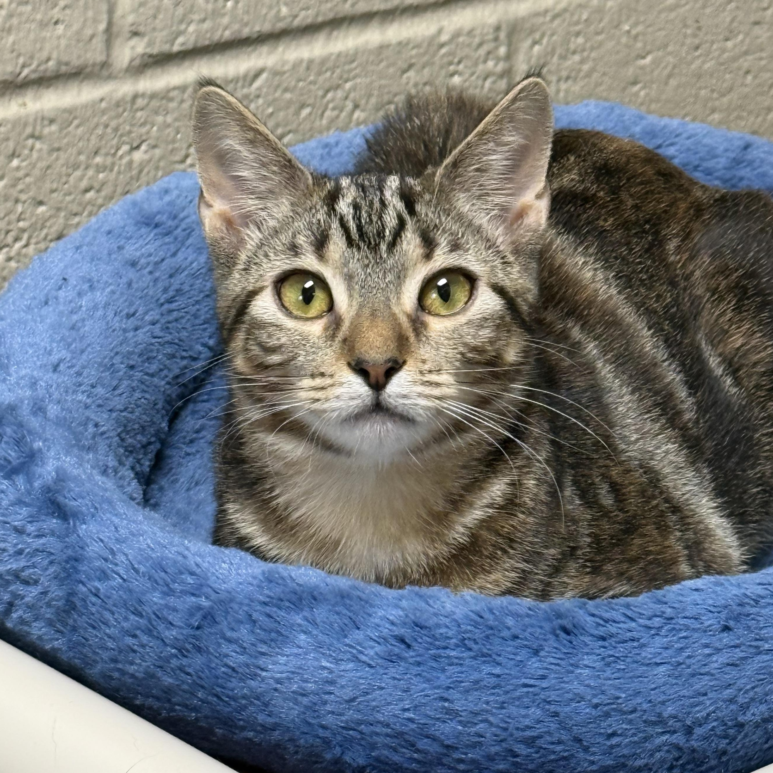 Chipotle, ADOPTABLE, Kitten Female Domestic Short Hair.