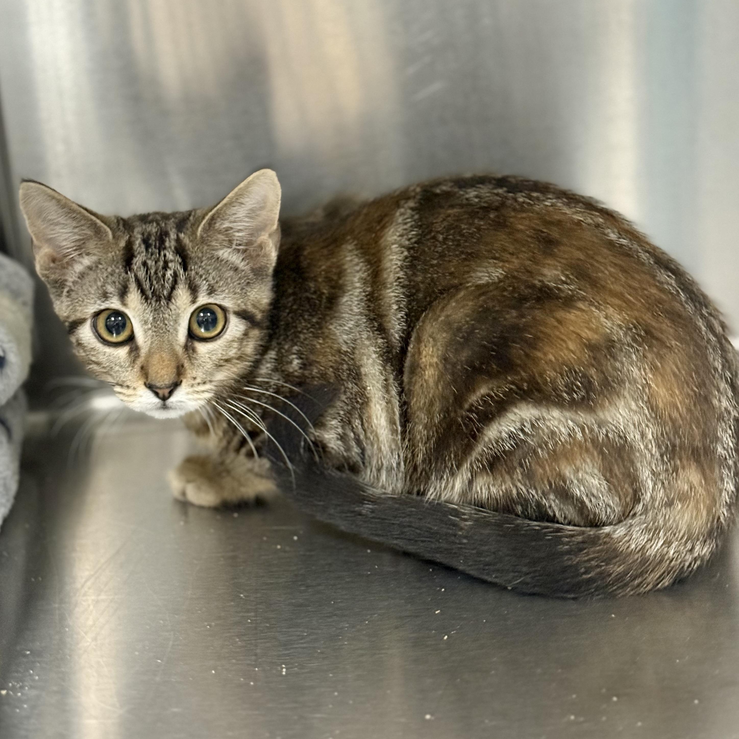 Chipotle, a ADOPTABLE Domestic Short Hair in Collierville, TN image 2/4