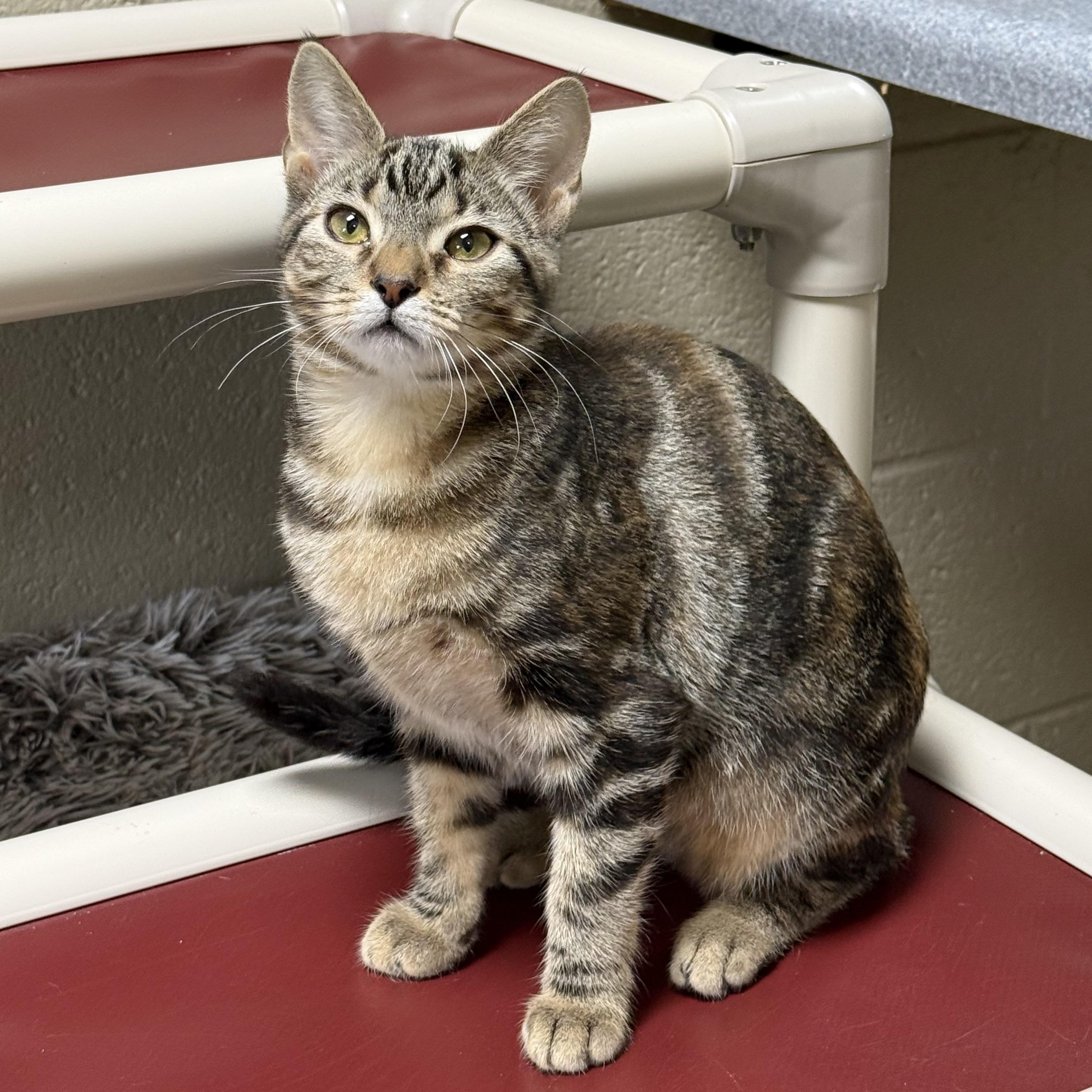 Enlarge Chipotle, a ADOPTABLE Domestic Short Hair in Collierville, TN image 4/4