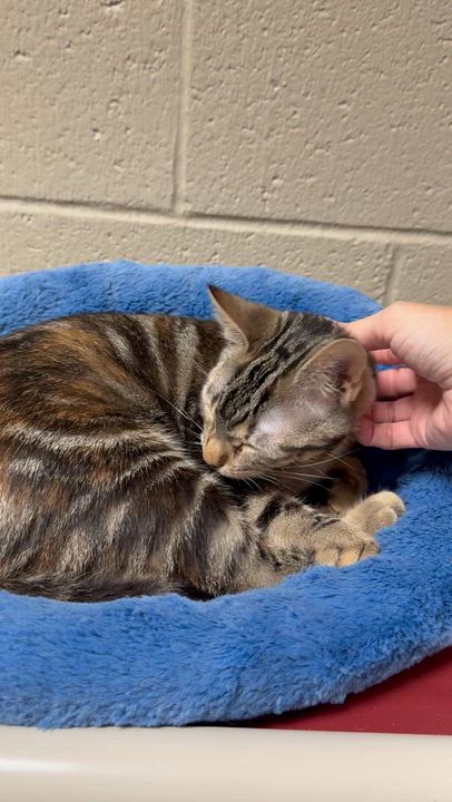 Enlarge Chipotle, a ADOPTABLE Domestic Short Hair in Collierville, TN video 6/6