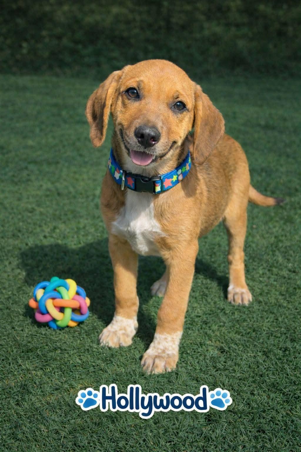 Enlarge Hollywood, an adopted Mixed Breed in Toms River, NJ image 1/1