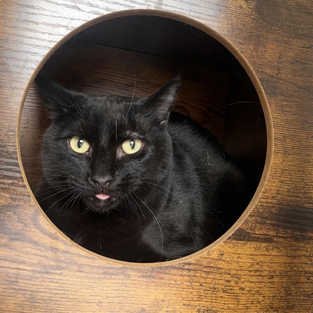 Marcel, a Adoptable Domestic Short Hair in Las Vegas, NV image 1/3