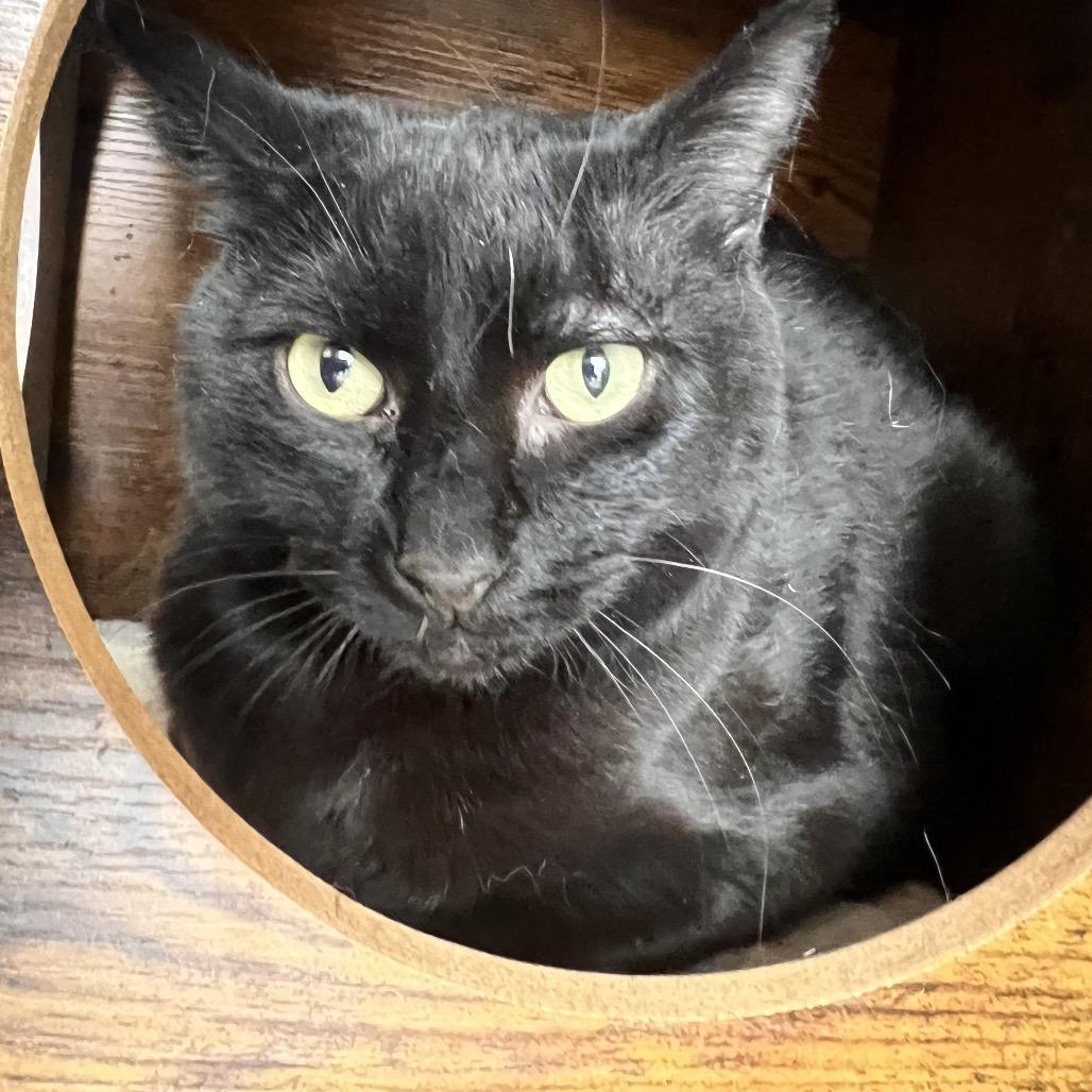 Marcel, a Adoptable Domestic Short Hair in Las Vegas, NV image 2/3