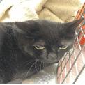 Marcel, Adoptable, Adult Male Domestic Short Hair.