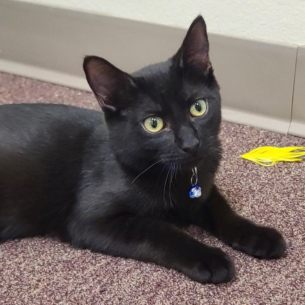 Enlarge Marcel, a Adoptable Domestic Short Hair in Las Vegas, NV image 2/2