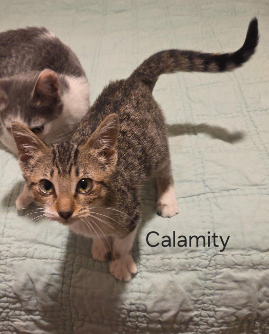 Enlarge Calamity, a ADOPTABLE Domestic Short Hair in Bloomsdale, MO image 1/3