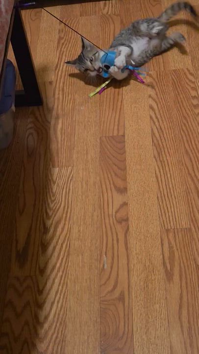 Enlarge Calamity, a ADOPTABLE Domestic Short Hair in Bloomsdale, MO video 2/3