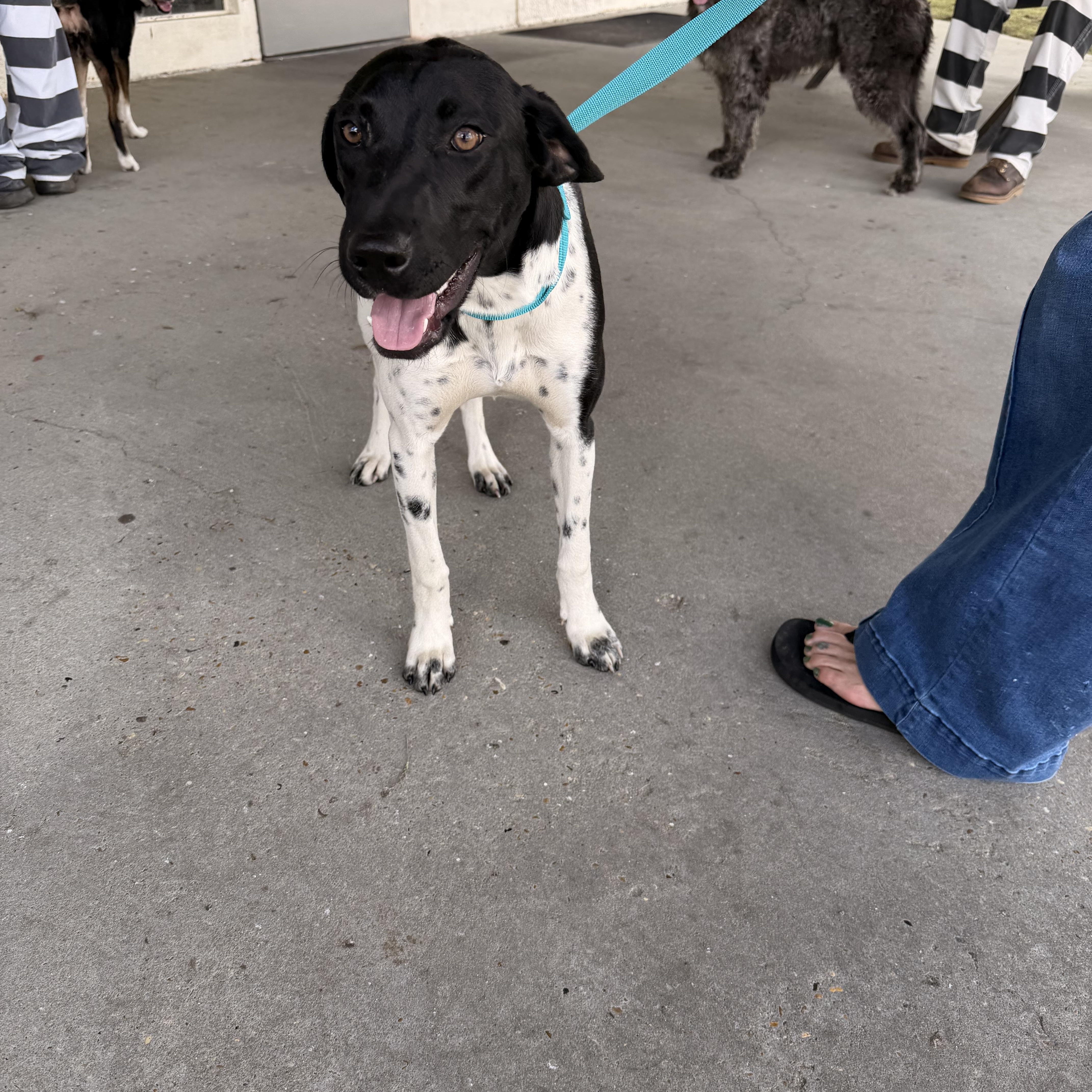 Merry Leggs, ADOPTABLE, Puppy Female German Shorthaired Pointer.