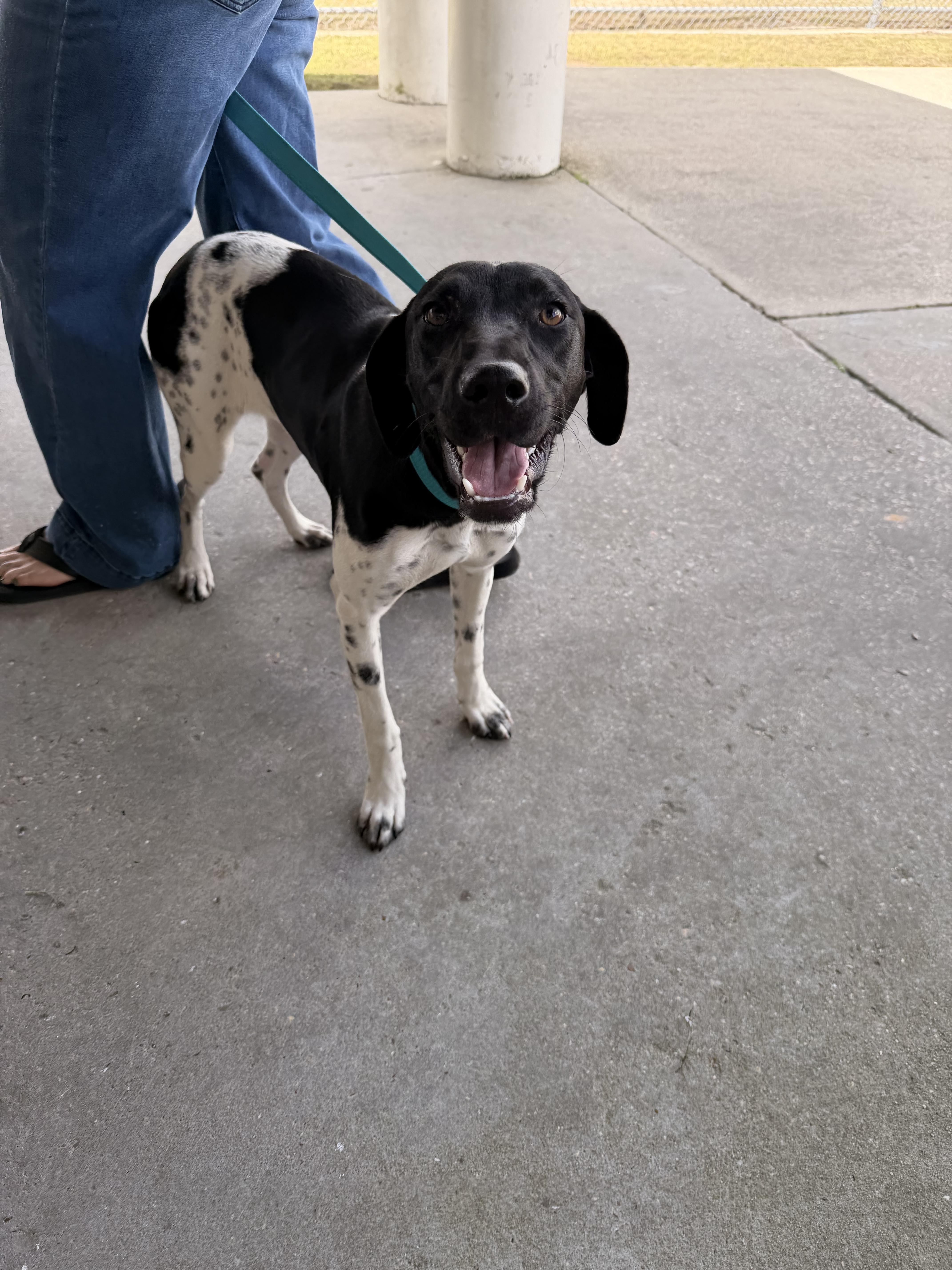 Enlarge Merry Leggs, a ADOPTABLE German Shorthaired Pointer in South Amboy, NJ image 2/2
