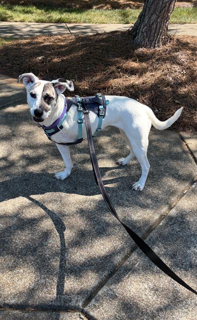 MADISON, Adoptable, Adult Female Mixed Breed.