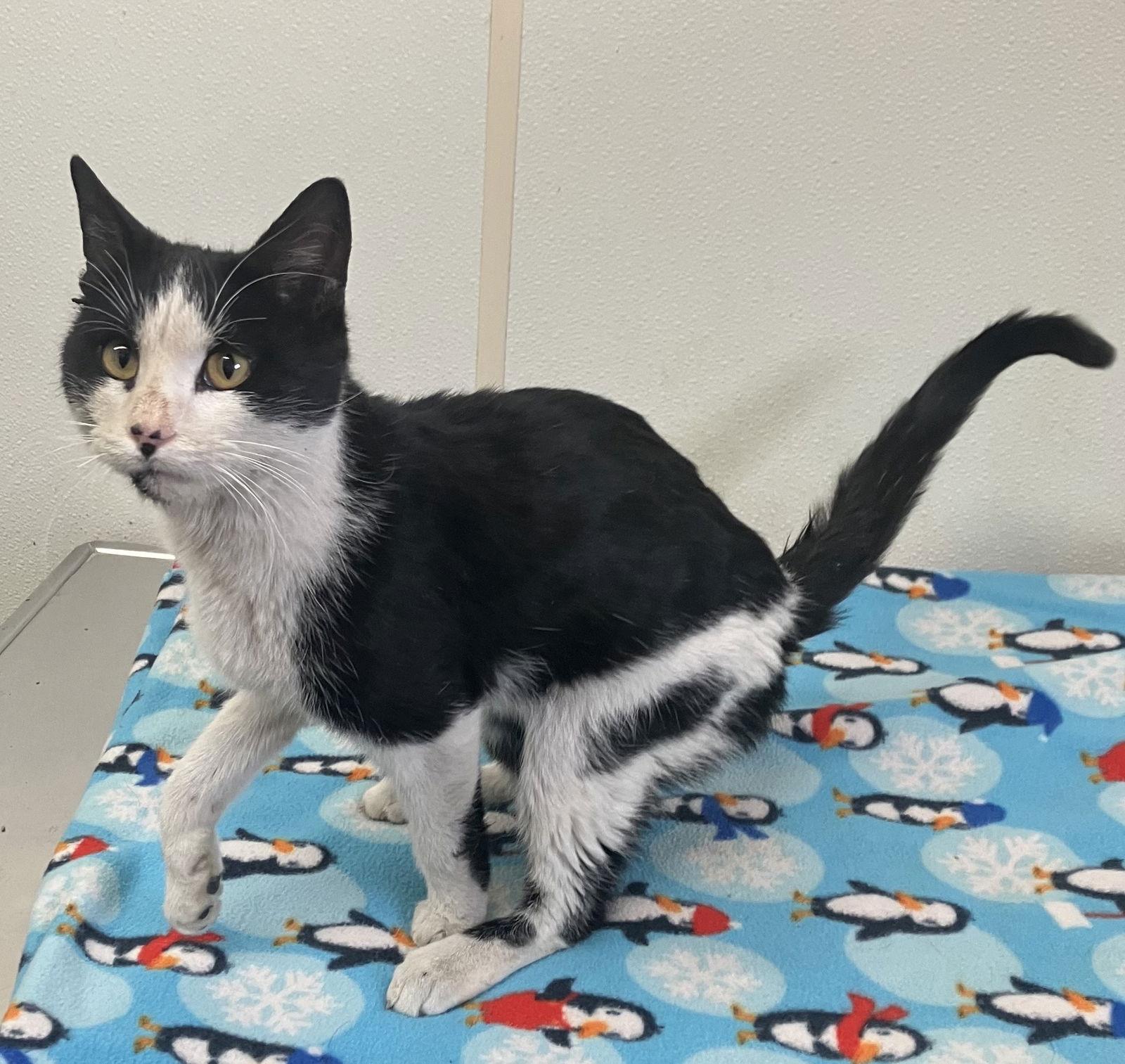 Rudolph - Injured Male Tux - #19, a Adopted Tuxedo in Mitchell, SD image 1/2