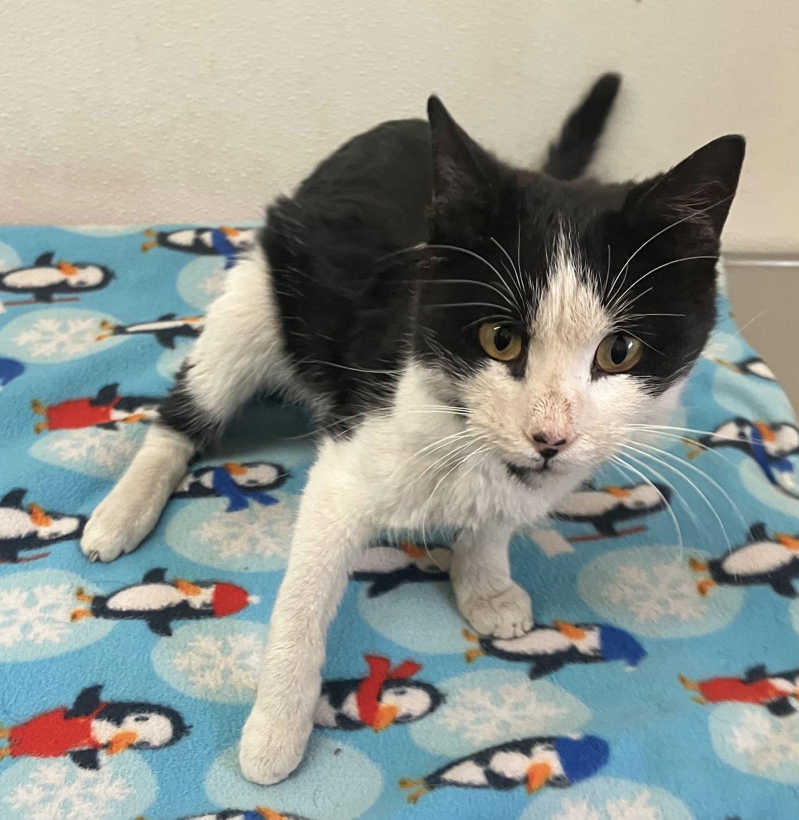 Rudolph - Injured Male Tux - #19, a Adopted Tuxedo in Mitchell, SD image 2/2