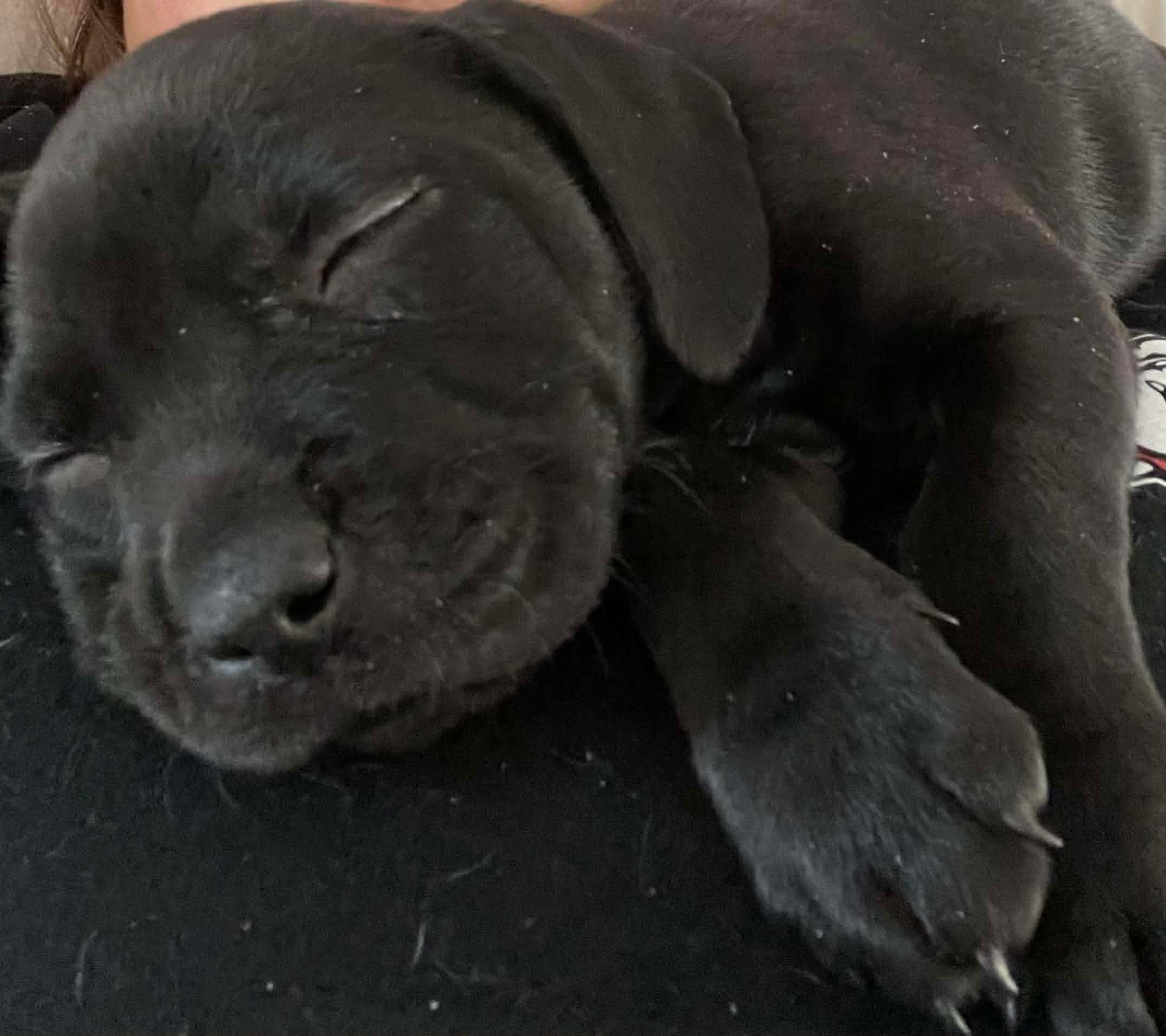 Enlarge Haley, a Adoptable mixed breed in O'Fallon, MO image 4/4