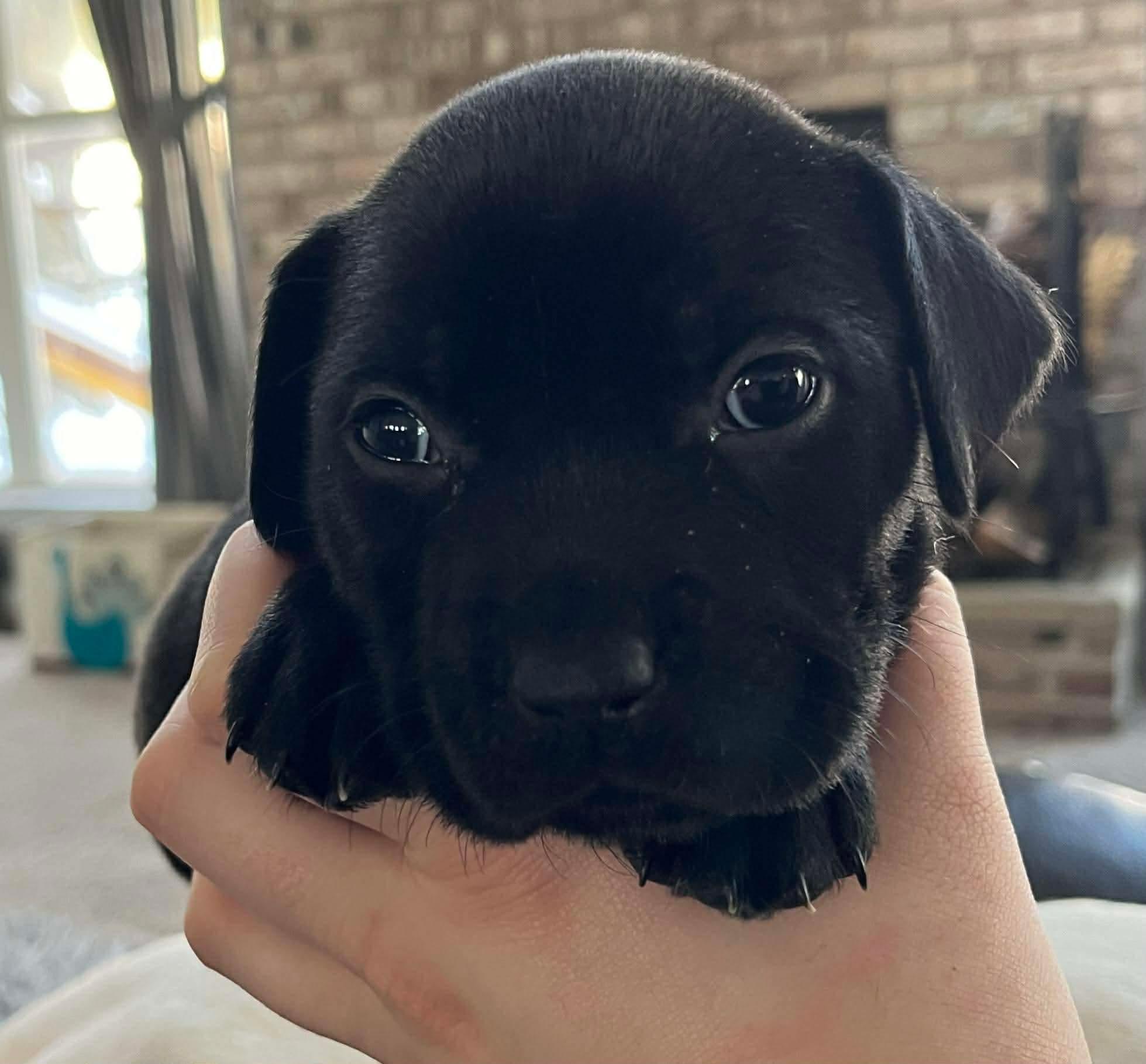 Haley, Adoptable, Puppy Female Labrador Retriever & Pit Bull Terrier.