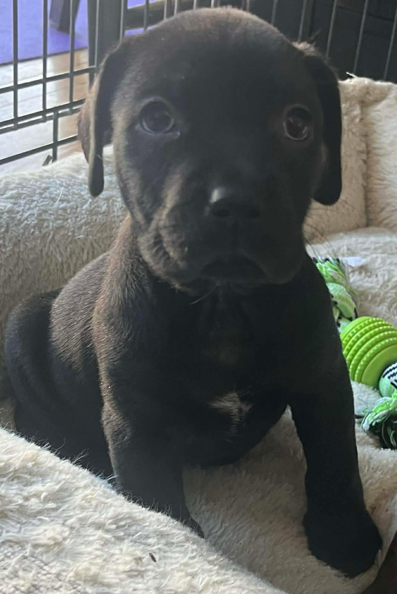 Enlarge Haley, a Adoptable mixed breed in O'Fallon, MO image 3/4