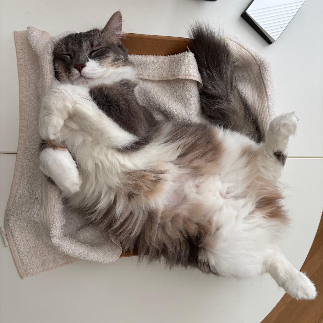 Radio Flyer, a Adoptable Domestic Medium Hair in Chicago, IL image 2/5