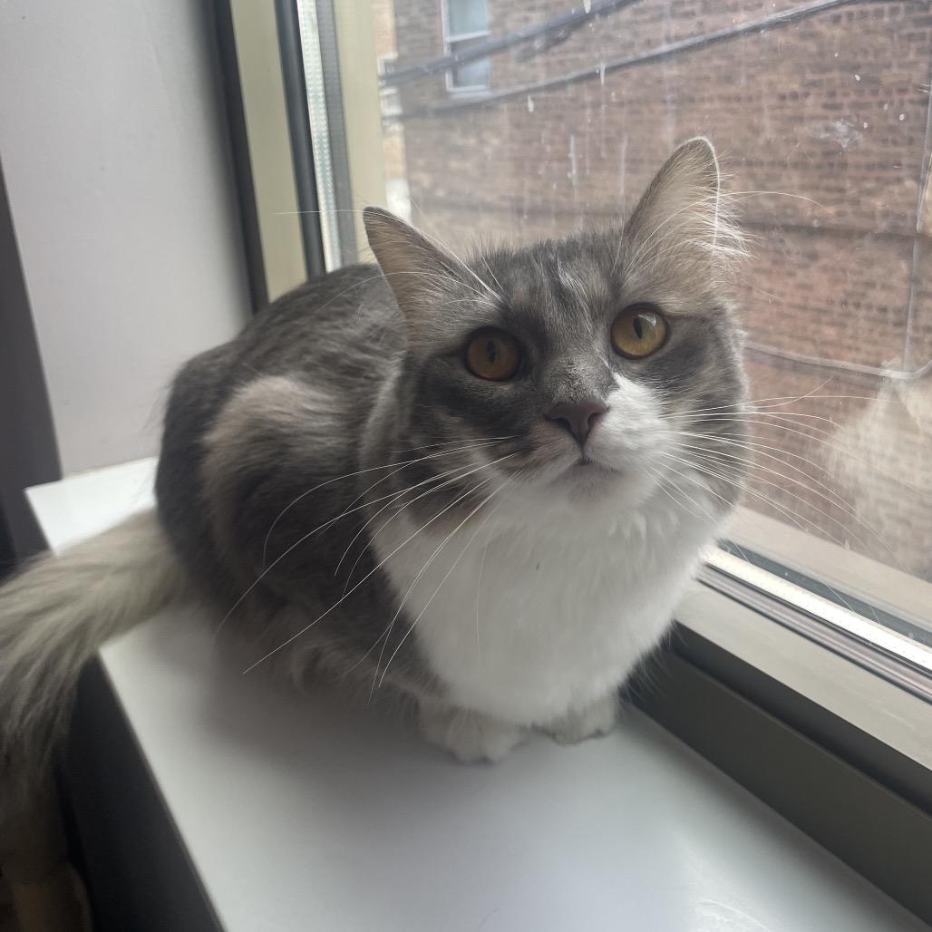 Radio Flyer, a Adoptable Domestic Medium Hair in Chicago, IL image 4/5