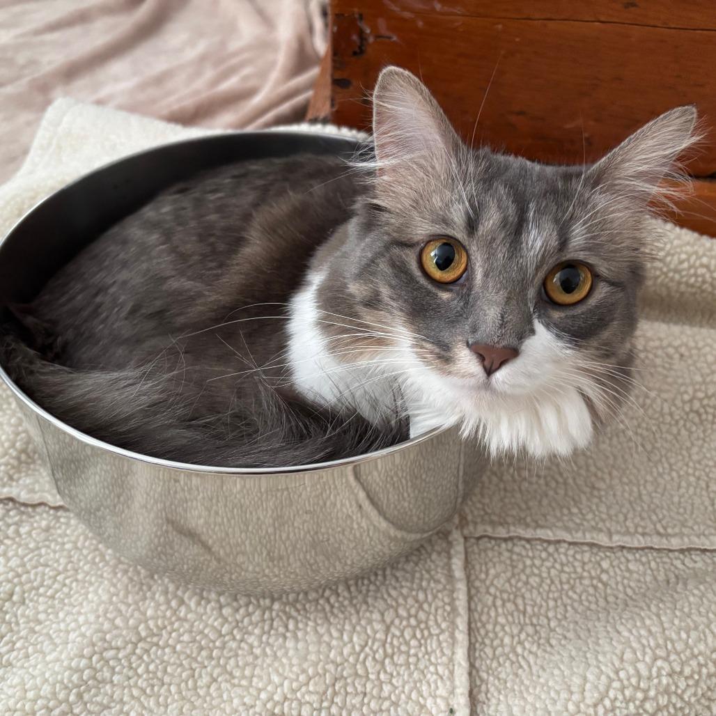 Radio Flyer, a Adoptable Domestic Medium Hair in Chicago, IL image 5/5