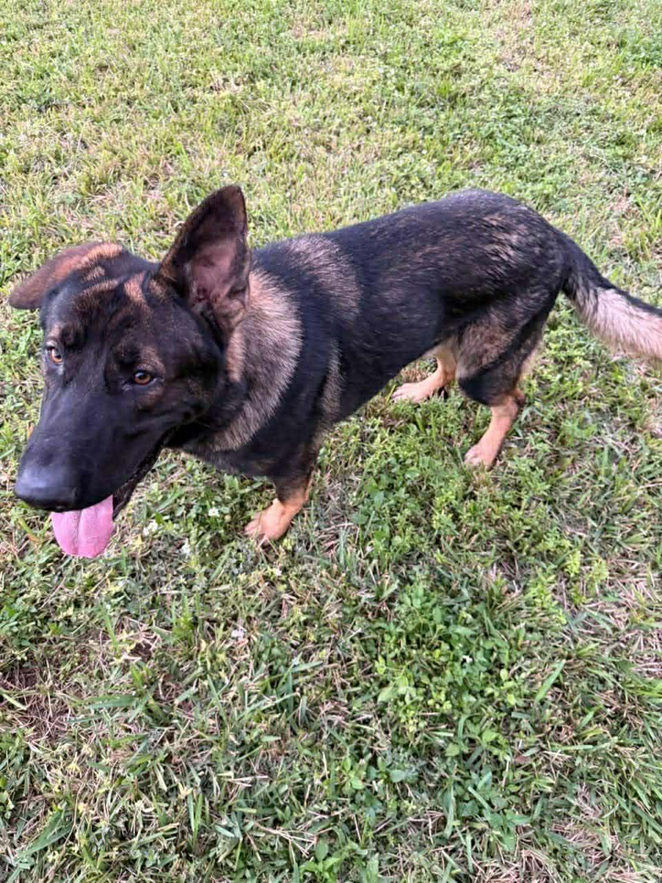 King 3151, Adopted, Young Male German Shepherd Dog.