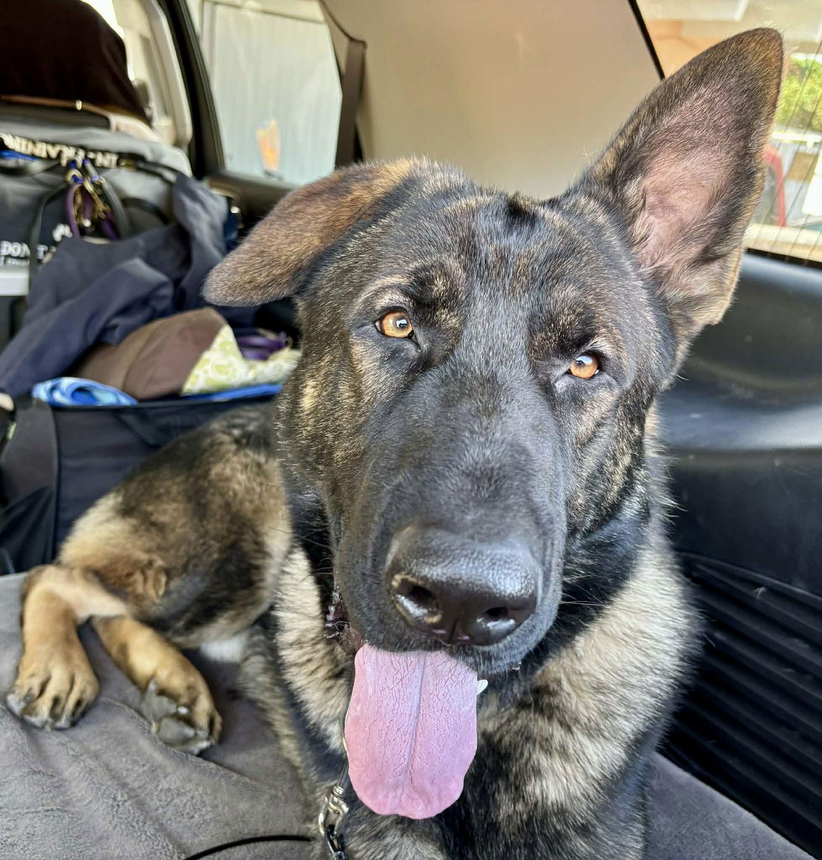 King 3151, a Adopted German Shepherd Dog in Pompano Beach, FL image 2/3