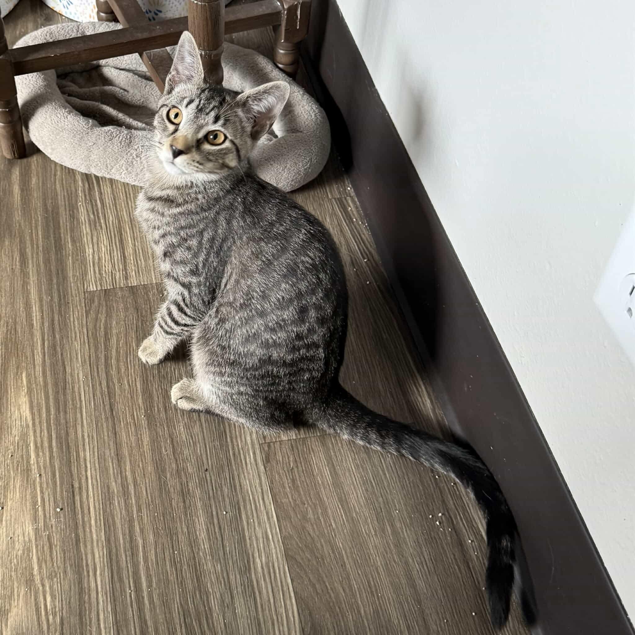 Enlarge Jalapeno - 20% off - Pepper Litter, a Adoptable mixed breed in Gladstone, OR image 2/2