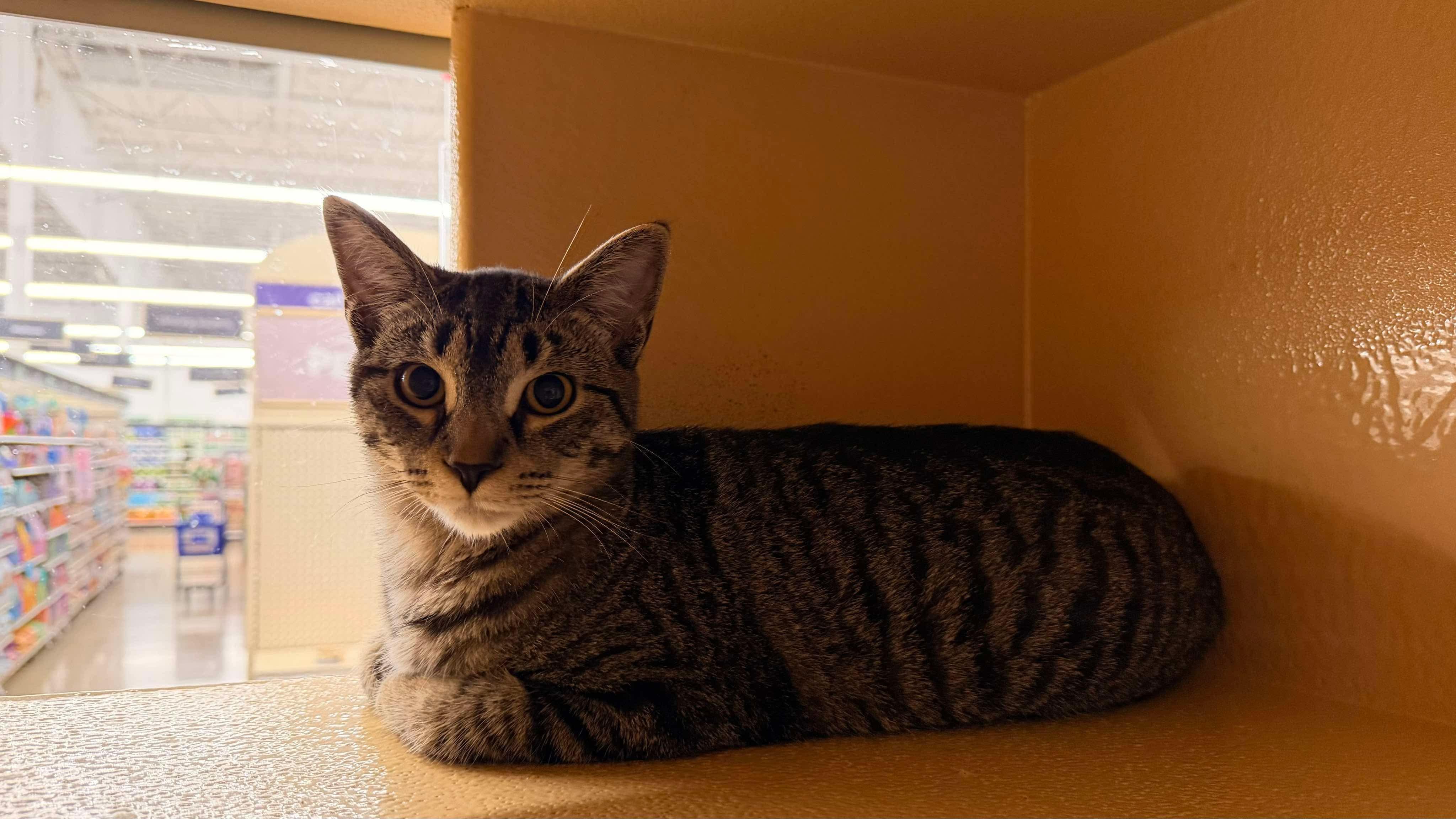 Jalapeno - 20% off - Pepper Litter, Adoptable, Young Female Domestic Short Hair & Tabby.