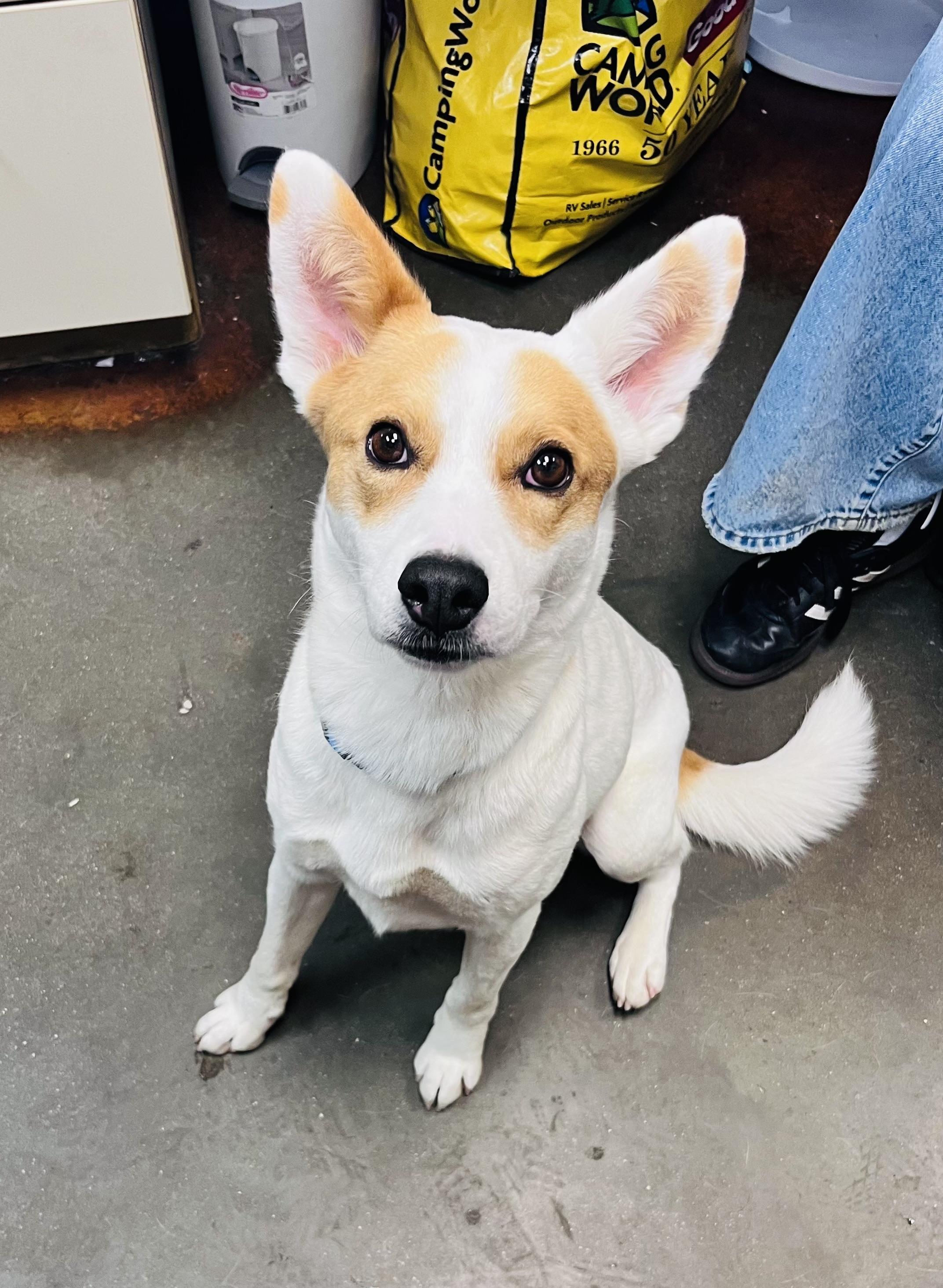 Enlarge Coco, a ADOPTABLE mixed breed in Council Bluffs, IA image 1/1