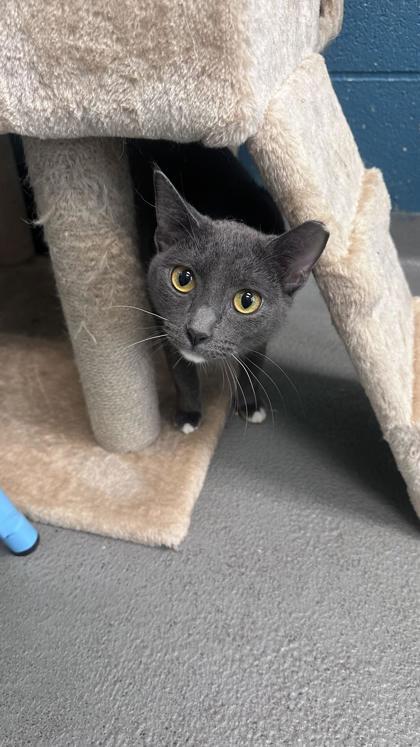 Smokey, Adoptable, Young Male Domestic Short Hair & Domestic Short Hair.