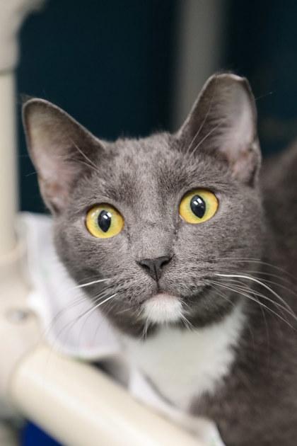 Enlarge Smokey, a Adoptable mixed breed in Dothan, AL image 2/2