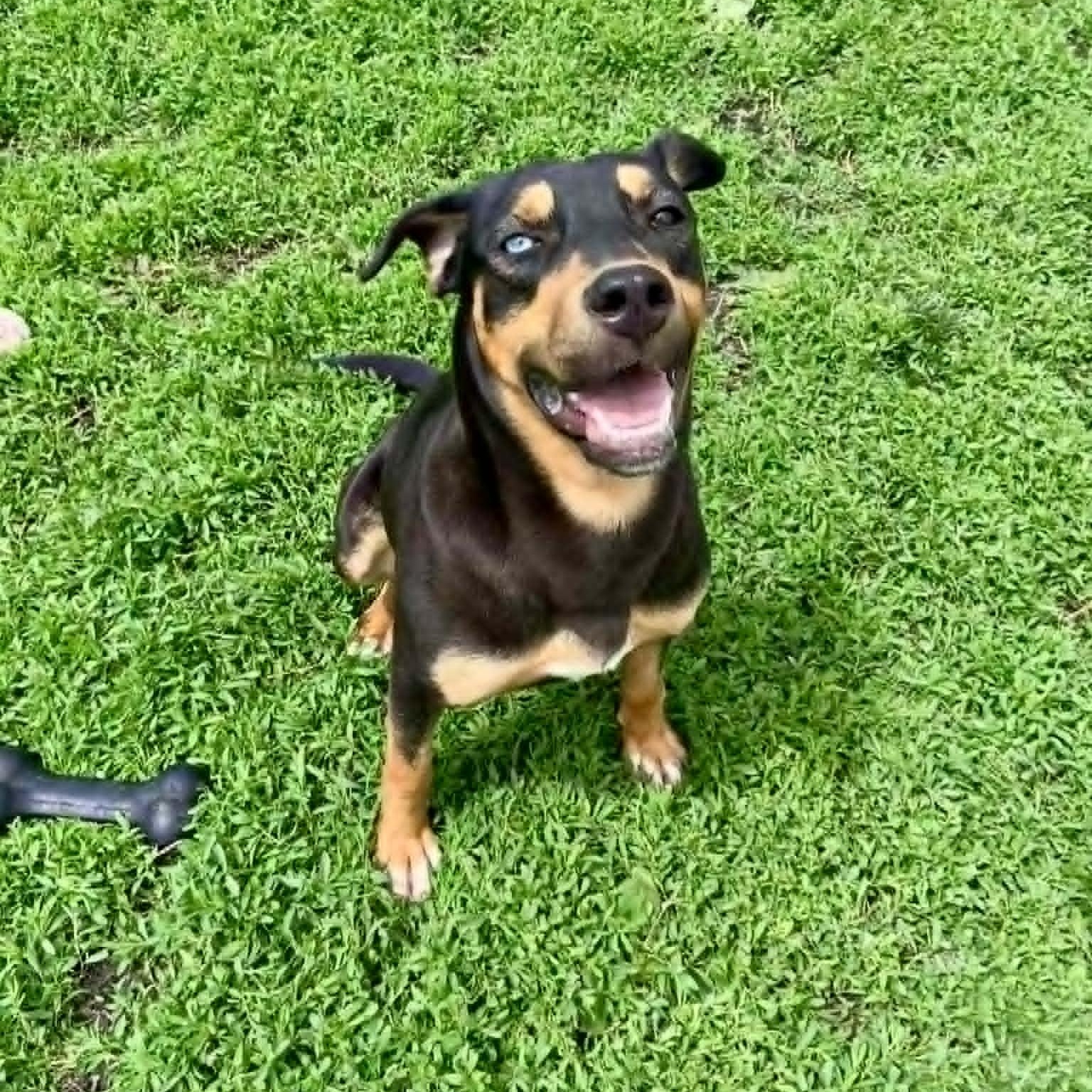 Enlarge Vada, an adopted mixed breed in Rushville, IL image 2/4