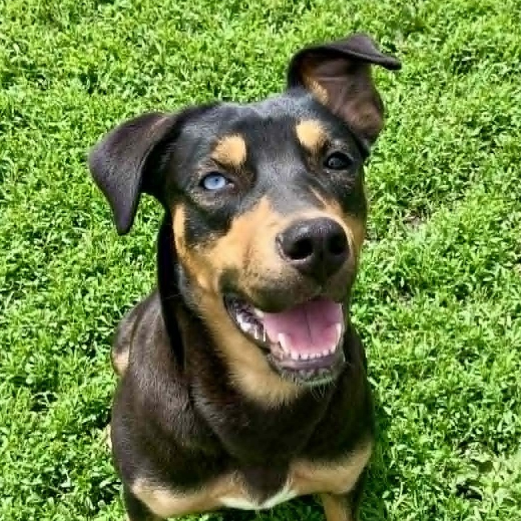 Vada, adopted, Adult Female Rottweiler & Husky.