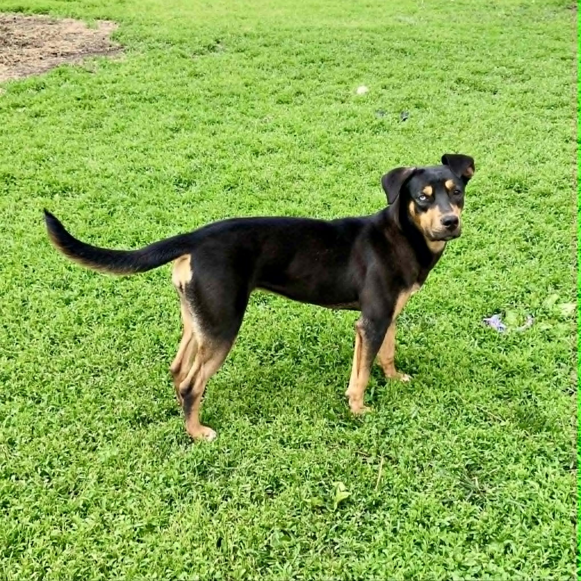 Enlarge Vada, an adopted mixed breed in Rushville, IL image 3/4