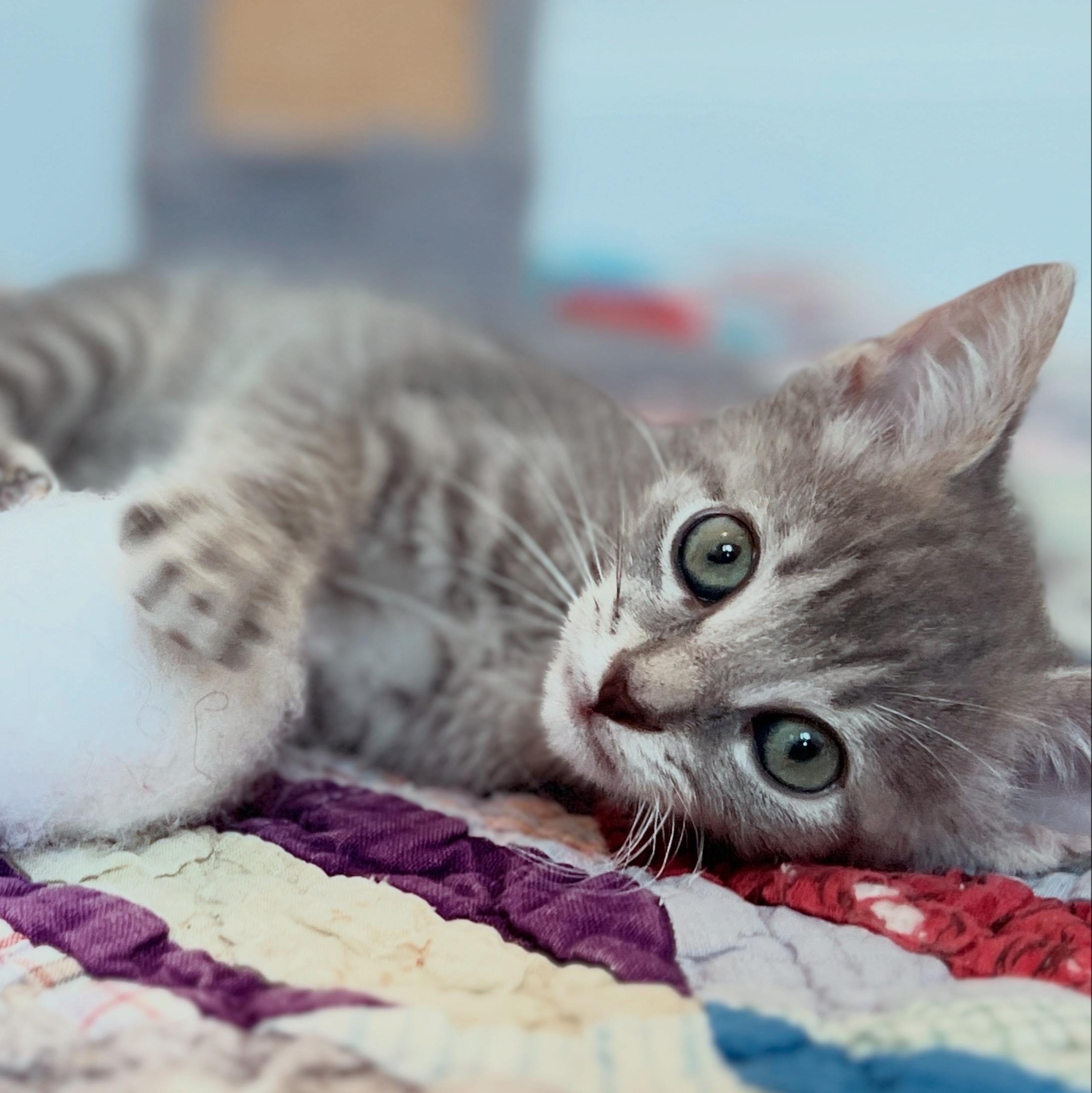 Enlarge Elios, a ADOPTABLE Domestic Medium Hair in New Bern, NC image 2/4
