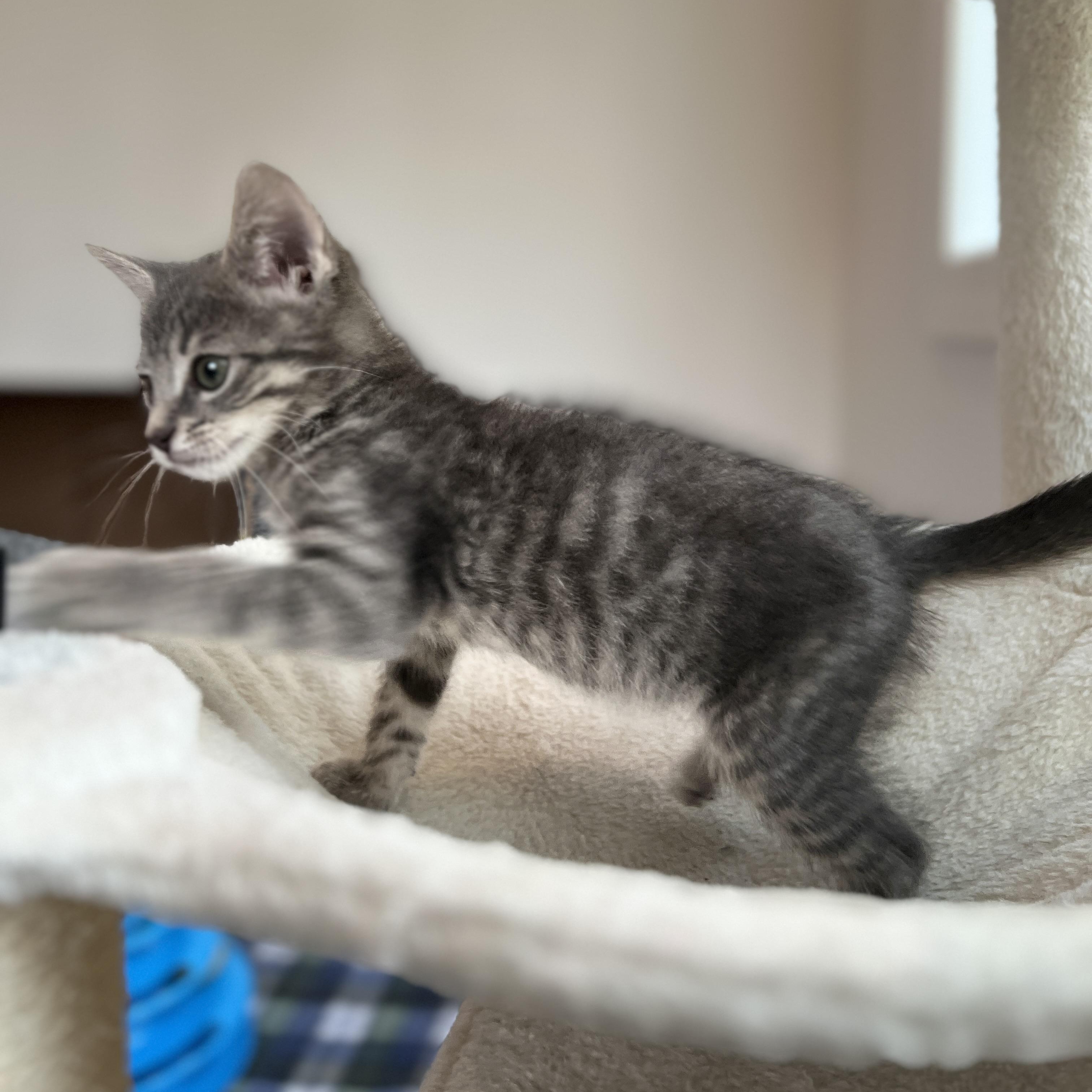 Enlarge Elios, a ADOPTABLE Domestic Medium Hair in New Bern, NC image 4/4