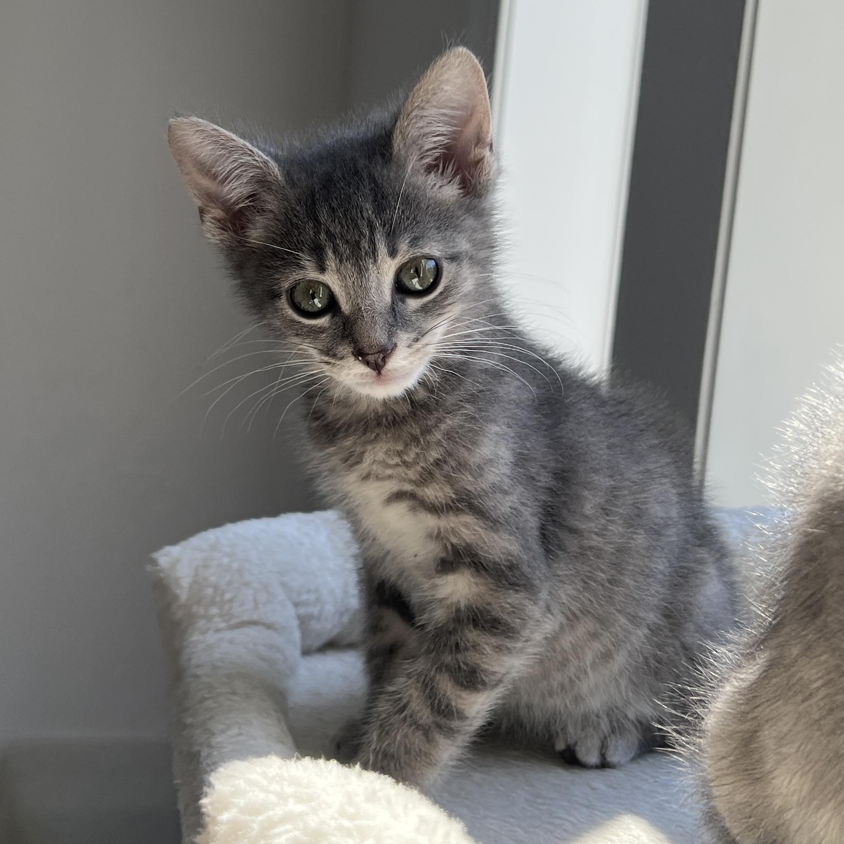Enlarge Elios, a ADOPTABLE Domestic Medium Hair in New Bern, NC image 1/4
