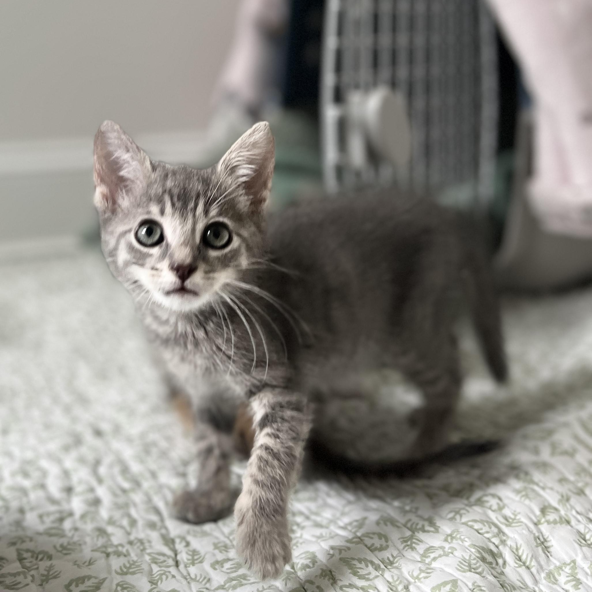 Enlarge Elios, a ADOPTABLE Domestic Medium Hair in New Bern, NC image 3/4