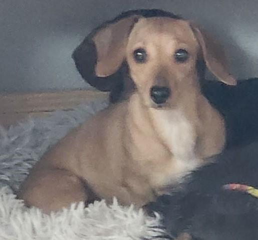 Enlarge Wena ID #25001, a Adopted Dachshund in Des Moines, IA image 1/1