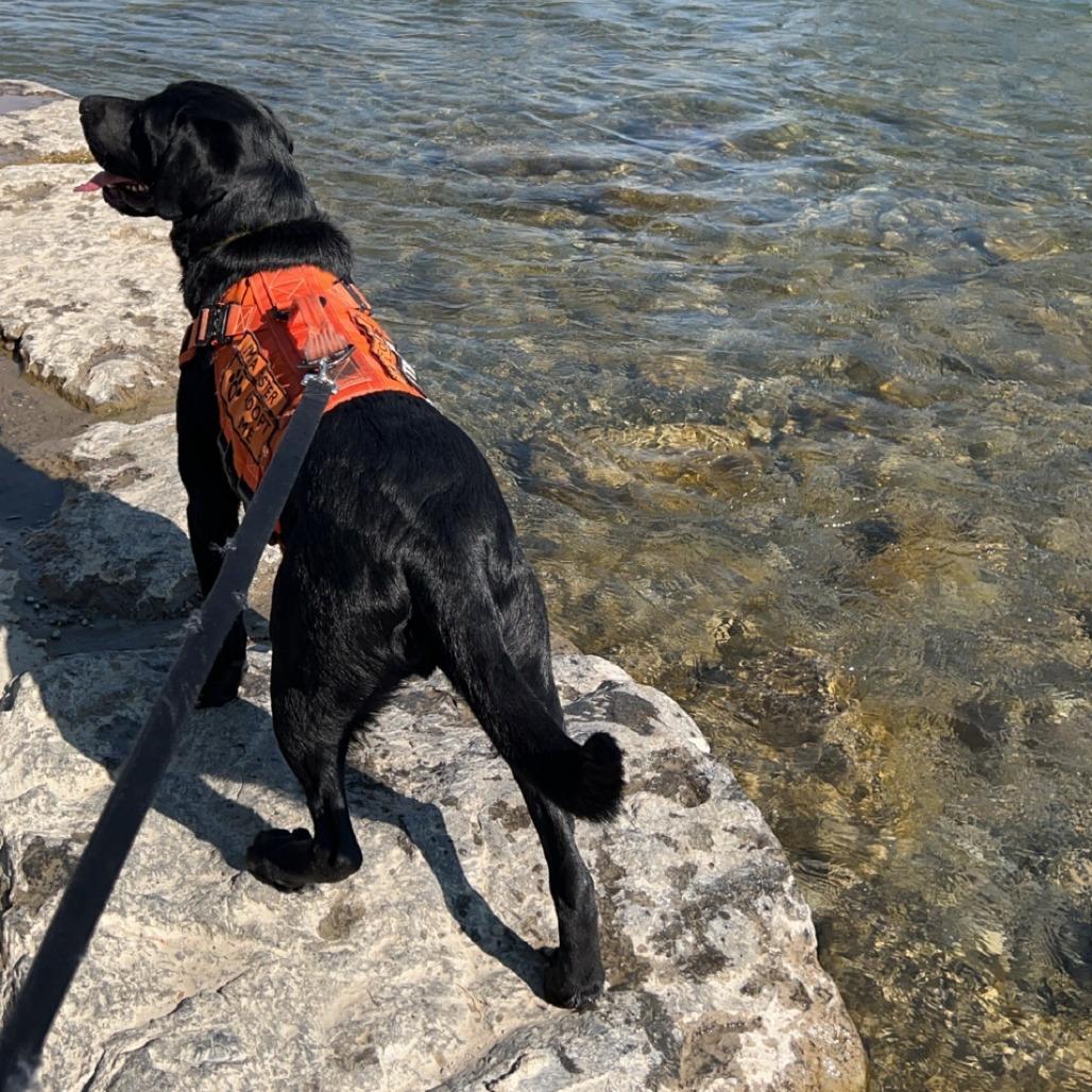 Gibson, a Adoptable mixed breed in Calgary, AB image 1/5