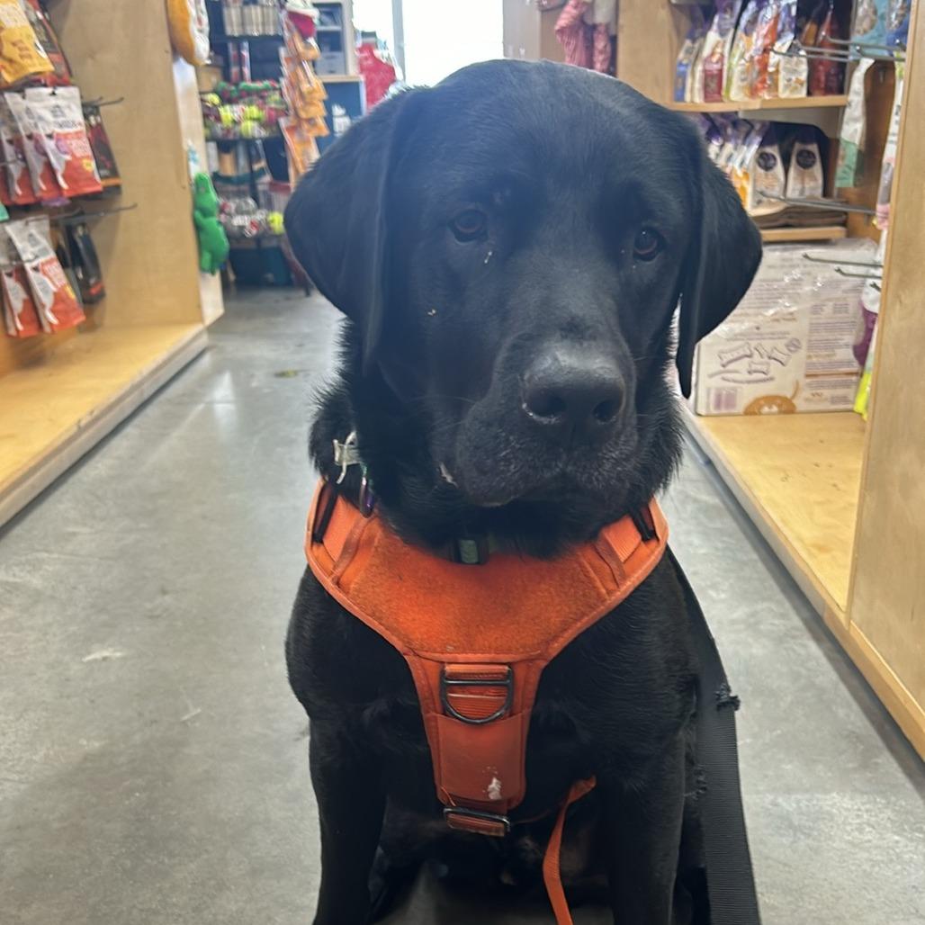 Gibson, a Adoptable mixed breed in Calgary, AB image 2/5